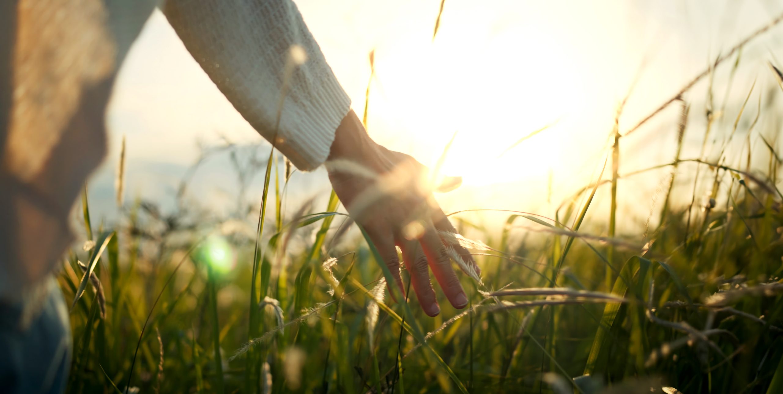Hand streift durch Gräser im Sonnenlicht
